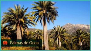 palmas de ocoa